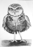 TJ086 - Little Owl